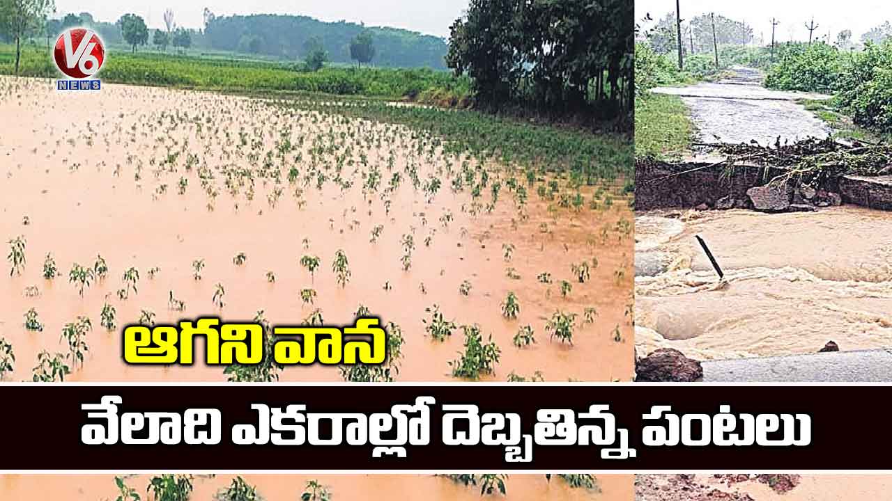 ఆగని వాన: వేలాది ఎకరాల్లో దెబ్బతిన్న పంటలు